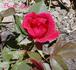 Brian Lee ™ rose photo