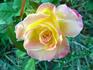 Funkuhr ® rose photo