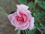 Bowie Pink Lady rose photo