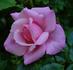 Care 2000 rose photo