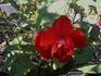 Christopher Stone rose photo
