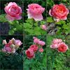 Amandine Chanel ® rose photo