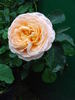 Dany Hahn ® rose photo