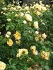 Dividend rose photo