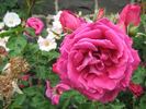 Janet Morrison rose photo