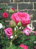 Janet Morrison rose photo