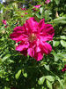 Freycinet rose photo