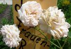 Landfrauen Rose rose photo