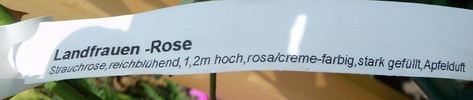 Landfrauen Rose rose photo