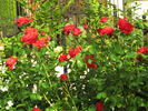 Foc de Tãbãra rose photo