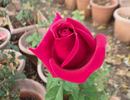 Magnifica rose photo