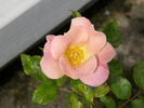 Sophisticate rose photo