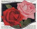 J. B. Clark rose photo