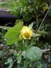 Sommergold rose photo