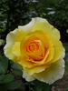 Sommergold rose photo