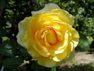 Sommergold rose photo