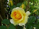 Sommergold rose photo