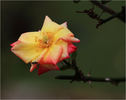 Masquerade rose photo