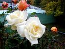 Armorique Nirpaysage rose photo