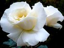 Armorique Nirpaysage rose photo