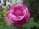 Lila Wunder rose photo