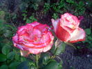 Maxim ® rose photo
