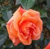 Cherry Brandy ® rose photo