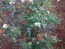 Angel Wings rose photo