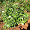 Angel Wings rose photo