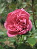 Emily Rhodes rose photo