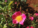 SV-2011-RLSxV rose photo