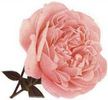 Leonard Barron rose photo