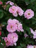 Milevsko rose photo
