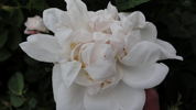 Jeanne d'Arc rose photo