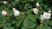 Jeanne d'Arc rose photo
