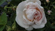 Jeanne d'Arc rose photo