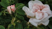 Jeanne d'Arc rose photo