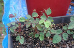 <i>Rosa sweginzowii</i> 'Macrocarpa' rose photo