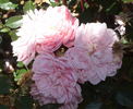 Suitor rose photo
