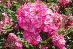 Shady Lady rose photo