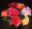 Susan Barry rose photo