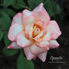 Operetta rose photo