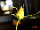 Mrs. Franklin D. Roosevelt rose photo