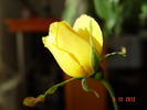 Mrs. Franklin D. Roosevelt rose photo