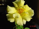 Mrs. Franklin D. Roosevelt rose photo