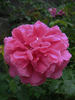 Emily Rhodes rose photo