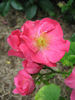 Mary Guthrie rose photo