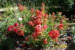 Golden Salmon rose photo