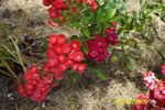 Golden Salmon rose photo