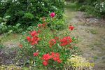 Golden Salmon rose photo